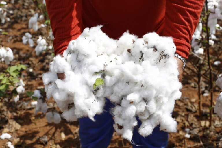 Cariri desponta como uma das maiores apostas para retomada do cultivo do algodão