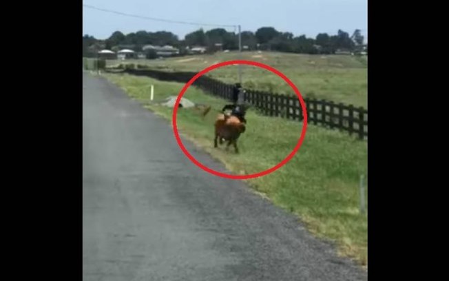 Endoidou! Vaca furiosa coloca bombeiro para correr durante inspeção; assista