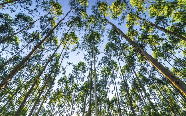 Extrações de árvores no Amazonas serão permitidas após plano de reflorestamento