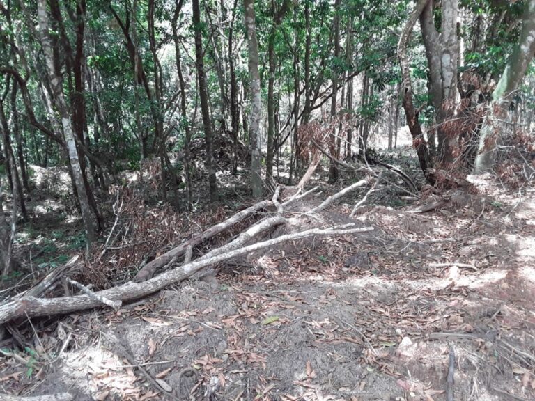 Idaf e Polícia Ambiental identificam desmatamento irregular em Fundão