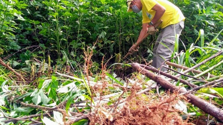 Parque Ecológico Veredinha receberá maior plantio de mudas do ano