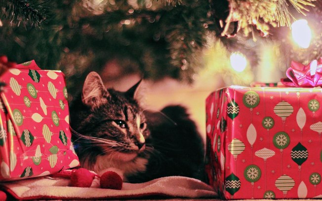 Quer se dar um presente de natal?Ajude um gatinho