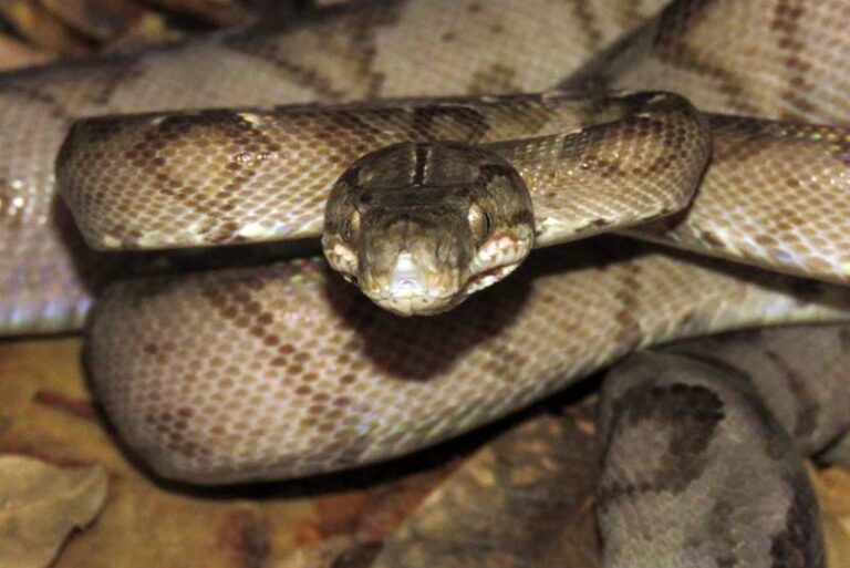 Serpente semelhante com a jararaca é encontrada no Parque do Utinga Camillo Vianna