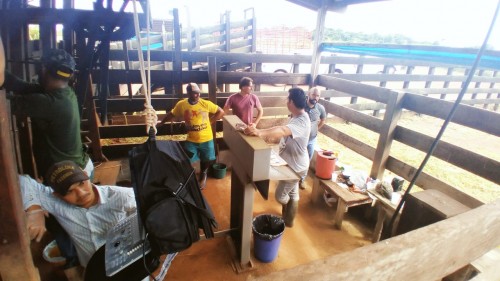 Idam atua em trabalho de melhoramento genético de bovinos em Itacoatiara