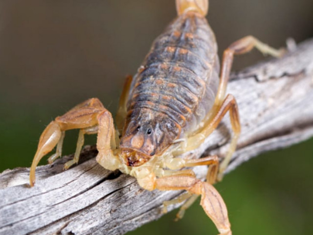 Centro de Informação e Assistência em Toxicologia orienta o que fazer em caso de picada de escorpião