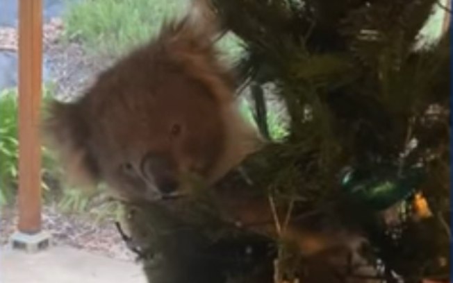 Enfeite realista: família descobre coala pendurado em árvore de natal; assista