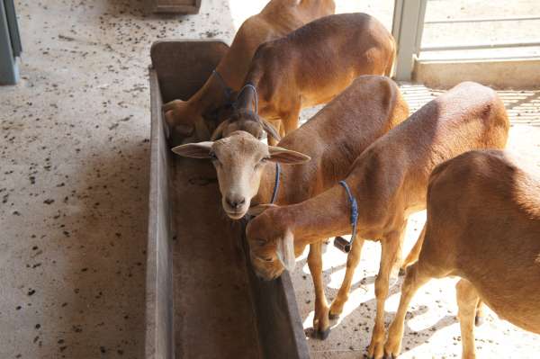 Mudanças na dieta de ovinos podem reduzir emissões de gases do efeito estufa