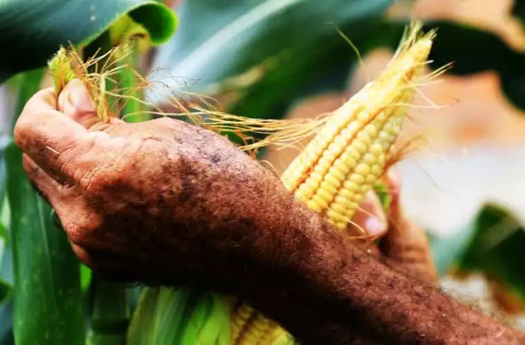 Maranhão bate recorde em produção de grãos pelo quarto ano seguido, aponta Nota do IMESC. Ouça: