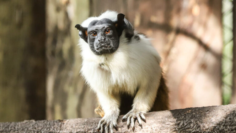 Primatas ameaçados de extinção nascem no zoo de Brasília