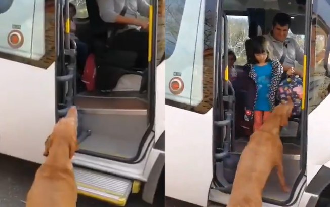 Viraliza vídeo de cãozinho indo buscar menina na volta da escola
