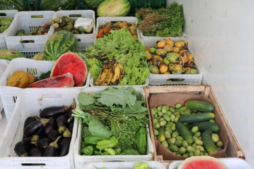 Programa de Combate ao Desperdício de Alimentos beneficiou 15 Instituições, com 9 toneladas de alimentos em novembro