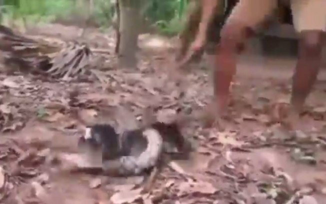 Homem salva cachorro que era imobilizado por cobra sem matá-la; veja vídeo