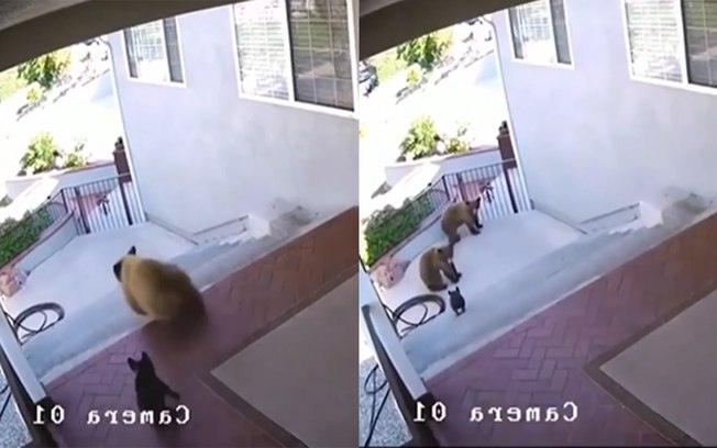 Cãozinho espanta ursos do quintal e vídeo impressionante, assista