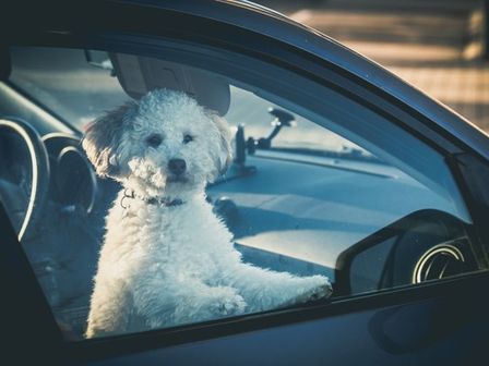 Animais trancados em carros