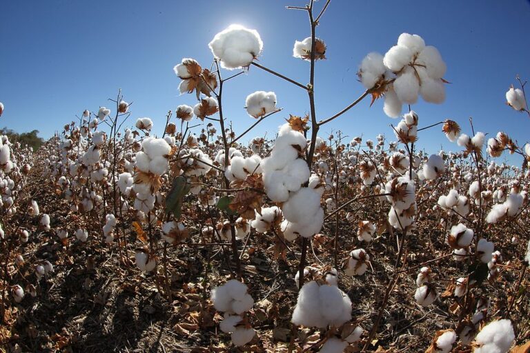 Agronegócio baiano tem crescimento de 5,8% no terceiro trimestre