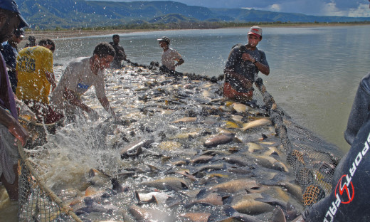 Governo do Tocantins promove webinar sobre as perspectivas da piscicultura no Estado