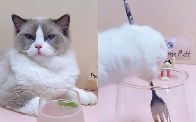 Gatos fazem sucesso ensinando receitas no Instagram