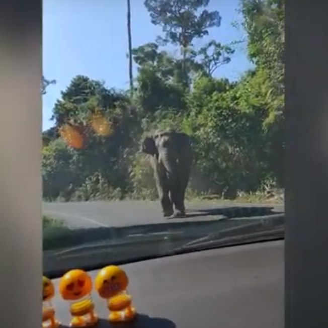 Elefante furioso investe contra família dentro de carro; veja o vídeo