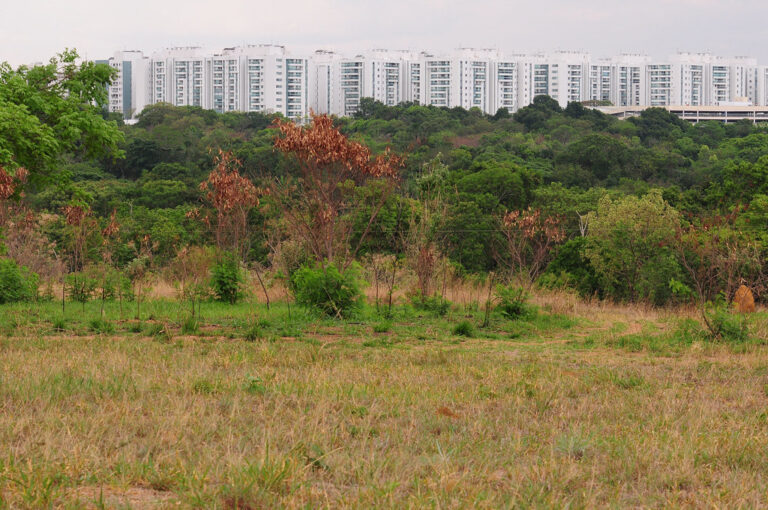 Comitê de Voluntariado da CLDF vai plantar 500 árvores em parque do Guará
