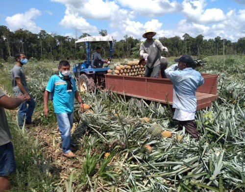 Idam incentiva intercâmbio de práticas agrícolas entre produtores familiares de Parintins e Itacoatiara