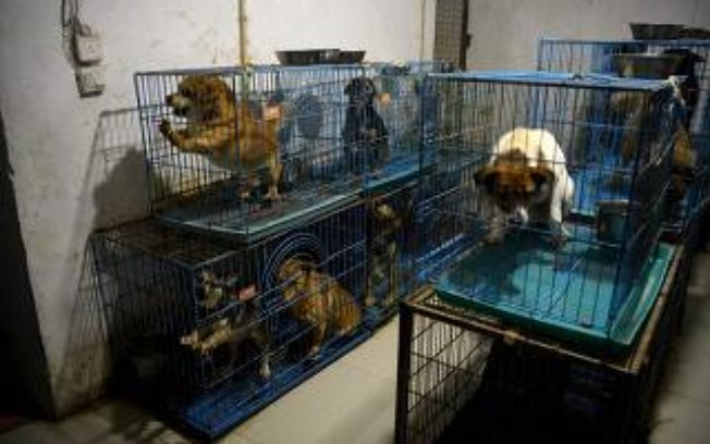 Aposentada abriga 1.300 cachorros em sua casa na China