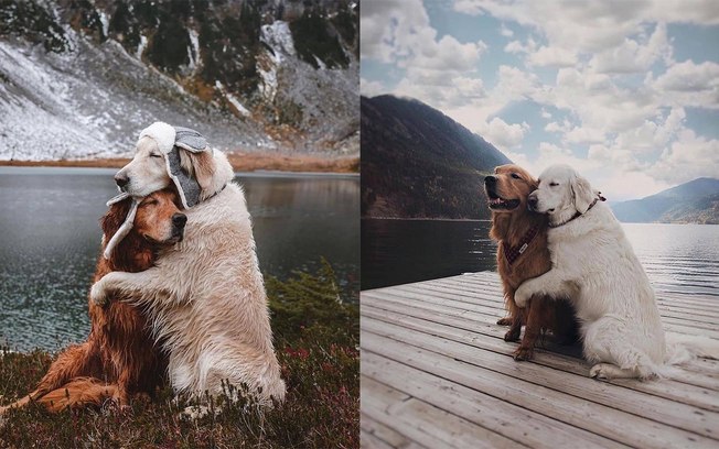 Ensaio de fotos de cãezinhos abraçados é a coisa mais fofa que você vai ver hoje