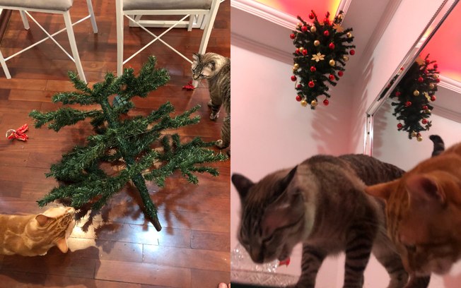 Dono compra árvore de Natal de teto para impedir que gatos a destruam