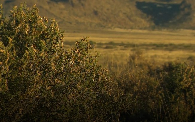 Nuvens de gafanhotos atinge plantações da África do Sul e causam prejuízos