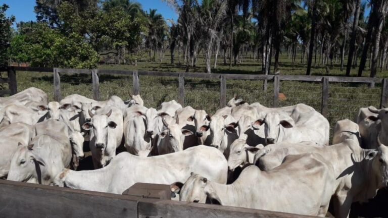 Campanha de vacinação contra febre aftosa se encerra na próxima segunda-feira