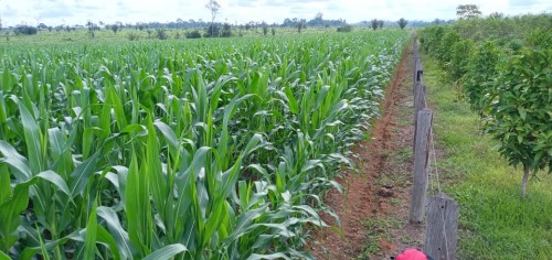 Idam atua com produtores de leite e milho em Matupi para fomentar desenvolvimento agroambiental sustentável