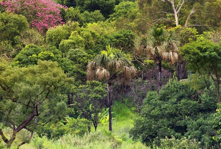 Parque Ezechias Heringer ganhará 750 mudas de plantas nativas