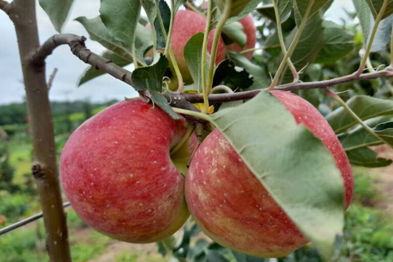 Pesquisa sobre produção orgânica de maçã tem primeira colheita