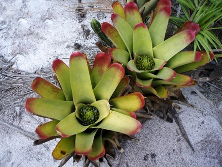 Pesquisa da Uenf revela ecologia de invertebrados em bromélias