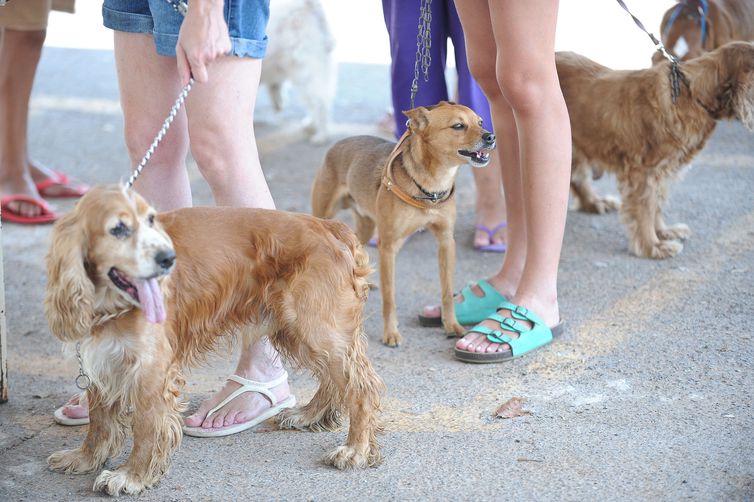 Dezembro Verde alerta sobre maus-tratos e abandono de animais