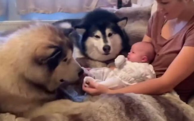 Estes cachorros gigantes estão encantados pela a irmãzinha humana