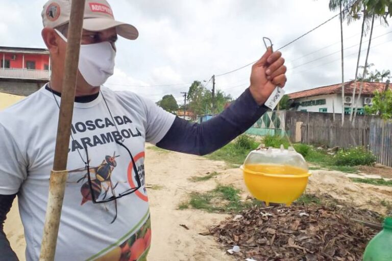 Adepará monitora e Pará ganha mais uma cidade livre da mosca da carambola
