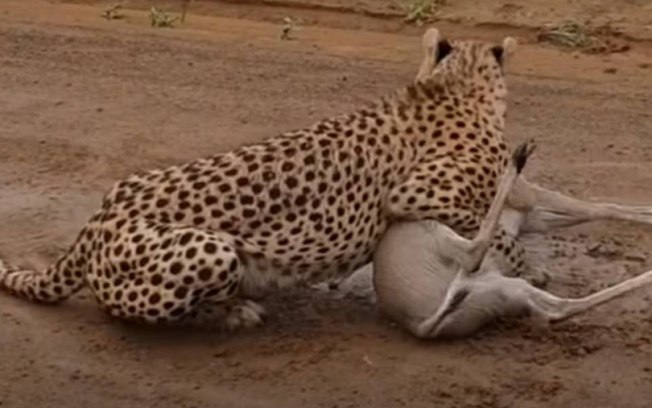 Vídeo mostra guepardo matando cervo de forma cruel; assista