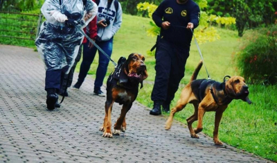 ‘Cães detetives’ de Roraima serão treinados para encontrar desaparecidos                                                                            Destaque