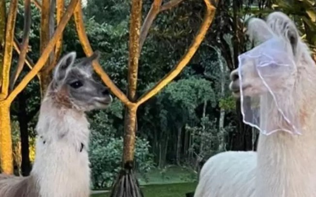 Casamento da filha de Ricardo Eletro tem aglomeração e lhama usando véu de noiva