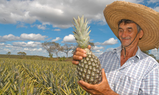 Agricultura e parceiros realizam webinar sobre produção e comercialização de abacaxi