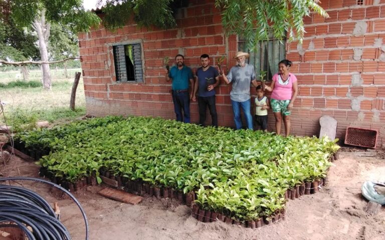 Agricultores familiares da região Médio-Norte recebem 20 mil mudas de café clonal
