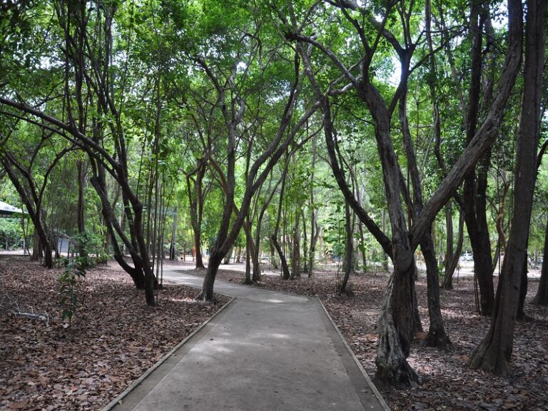 Parque das Dunas adere à Campanha Bosques da Memória com plantio de árvores