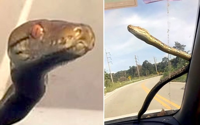 Cobra “alucinada” aparece em parabrisa do carro; veja o vídeo