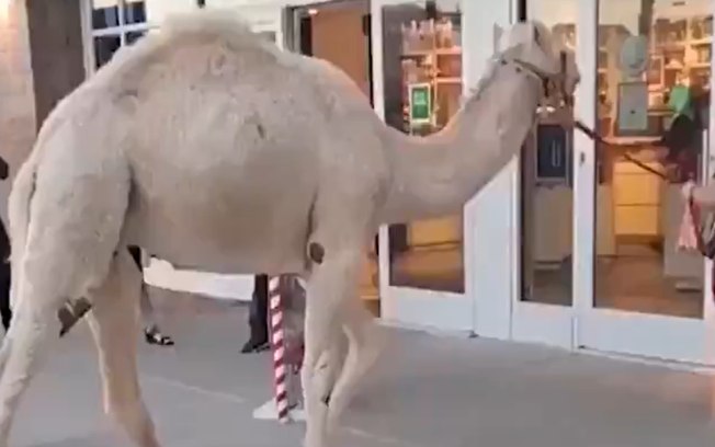 Mulher leva camelo para fazer compras em loja nos EUA; assista