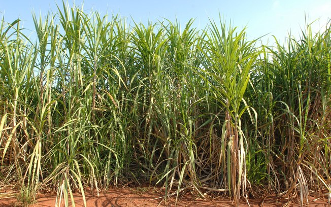 Produção da safra atual de cana-de-açúcar deve crescer 3,5%, diz Conab