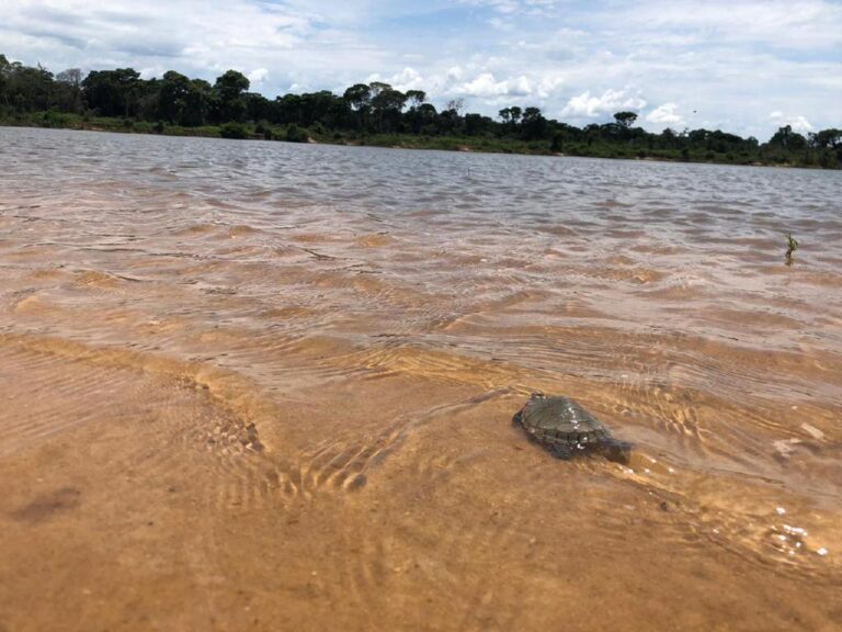 Entidades monitoram nascimento de tartarugas no rio das Mortes