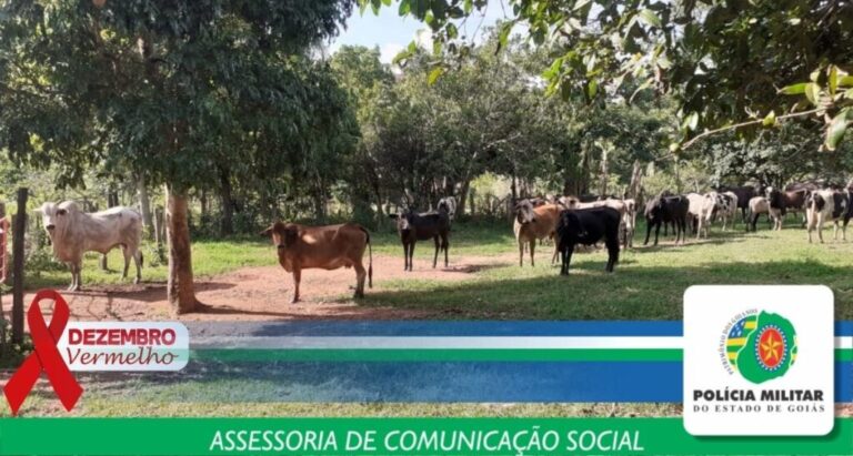 BPM RURAL recupera 33 cabeças de gado furtadas em Minas Gerais