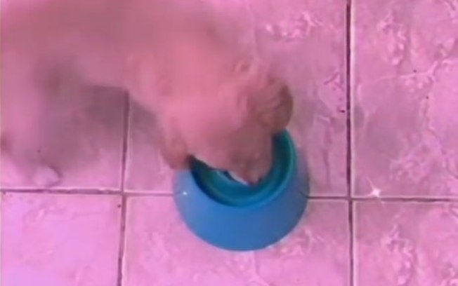 A tentativa era fazer cachorra comer mais devagar; agora ela come girando