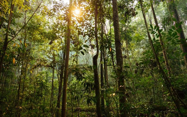 Senado aprova projeto que prevê pagamento por serviços ambientais