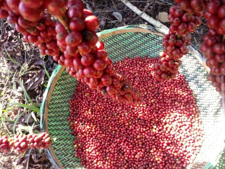 Rondônia supera expectativa e colhe 2,3 milhões de sacas de café na safra 2020